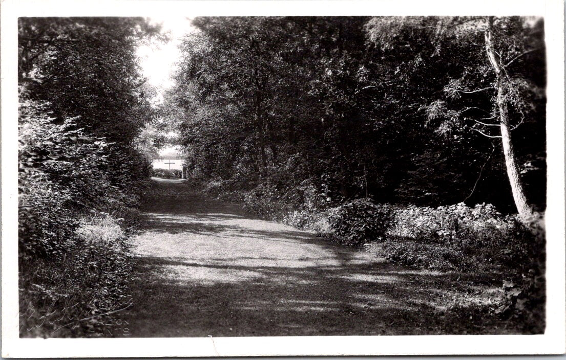 Postcard Vintage Photo of A Road Surrounded By Trees Unposted