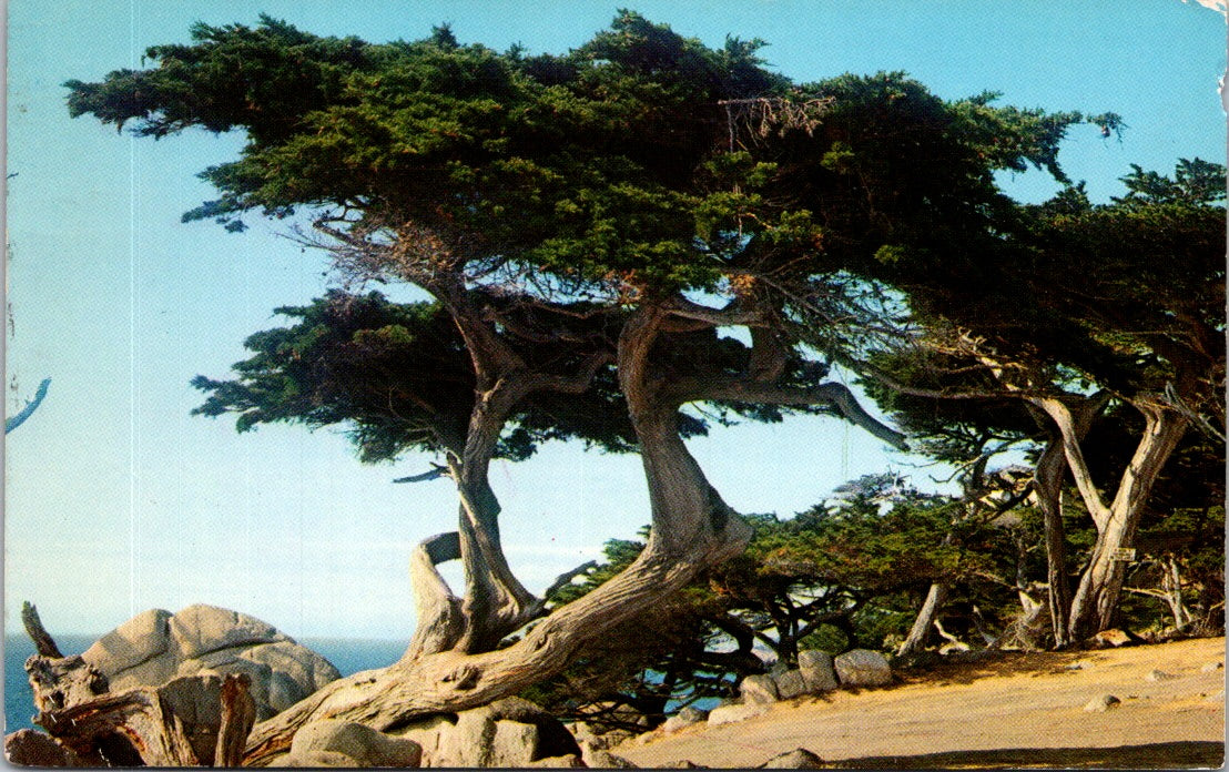 Vintage Postcard The Sentinels Of The North Pacific California Posted 1957