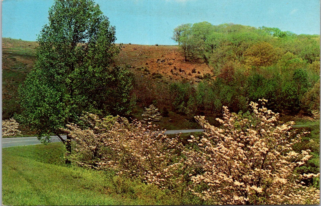 Vintage Postcard Spring Time Blue Ridgeway Park White Dogwood North Carolina