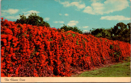 Vintage Postcard The Flame Vine Bignonia Venusta Florida Posted 1966 US 4 Cents