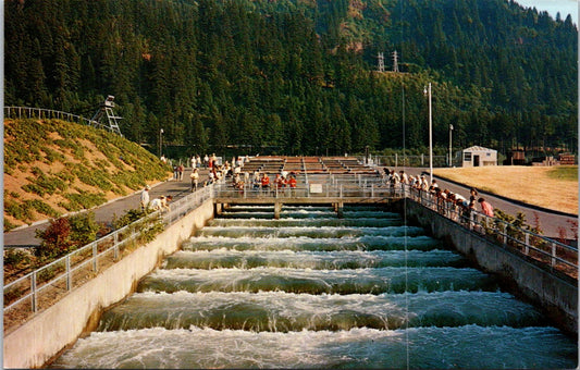 Vintage Postcard Boneville Lock And Dam Fish Ladders Oregon Unposted