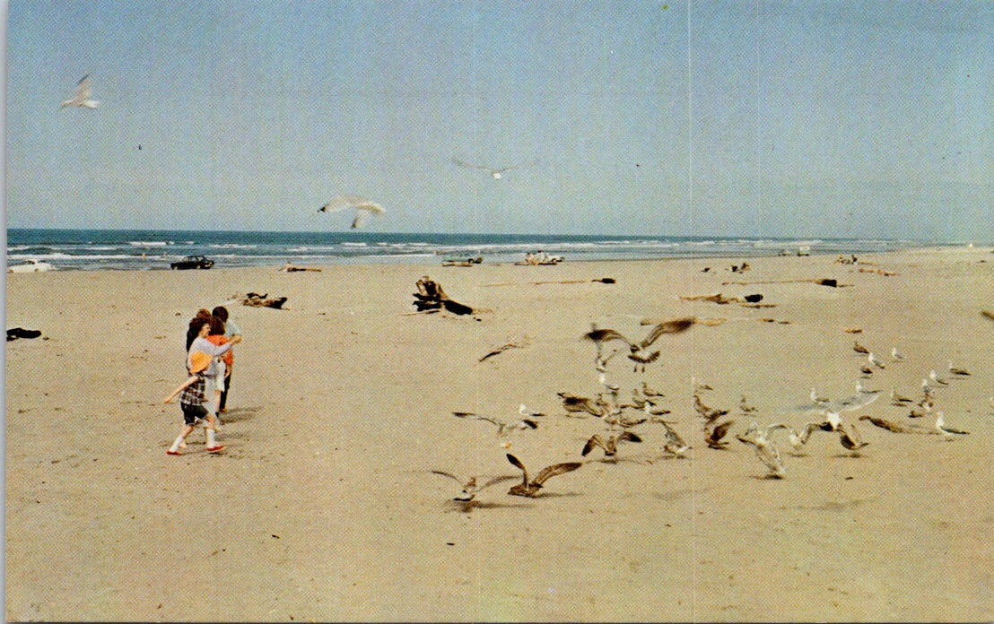 Vintage Postcard Feeding The Gulls On The World's Longest Beach Washington