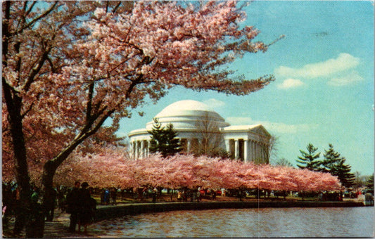 Vintage Postcard Jefferson Memorial The Cherry Blossom Washington Posted 1967