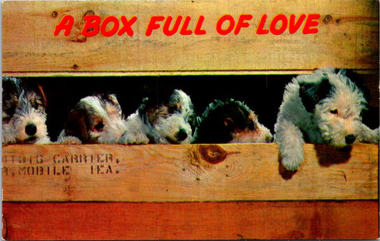 Vintage Postcard Puppies A Box Full of Love Massachusetts United States Unposted