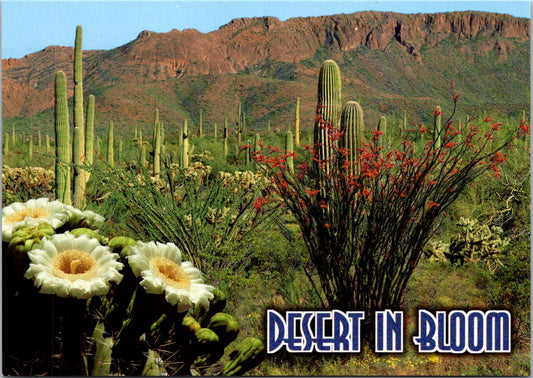 Vintage Postcard Barren Land Desert In Bloom Arizona United States Unposted