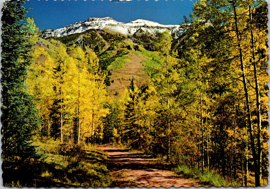 Vintage Postcard Yellow Aspen From Bear Creek Falls Road Colorado Unposted