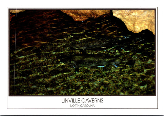 Vintage Postcard Trout Inside Linville Caverns North Carolina Unposted