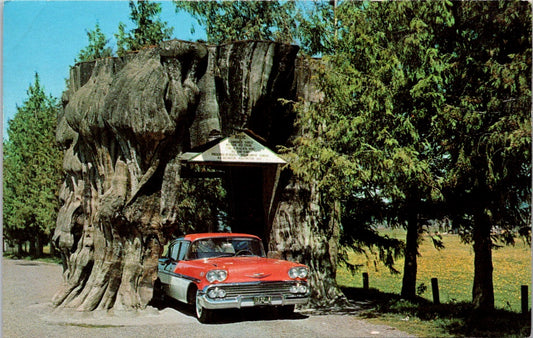 Vintage Postcard Giant Cedar Stump Highway 99 Washington Posted 1965