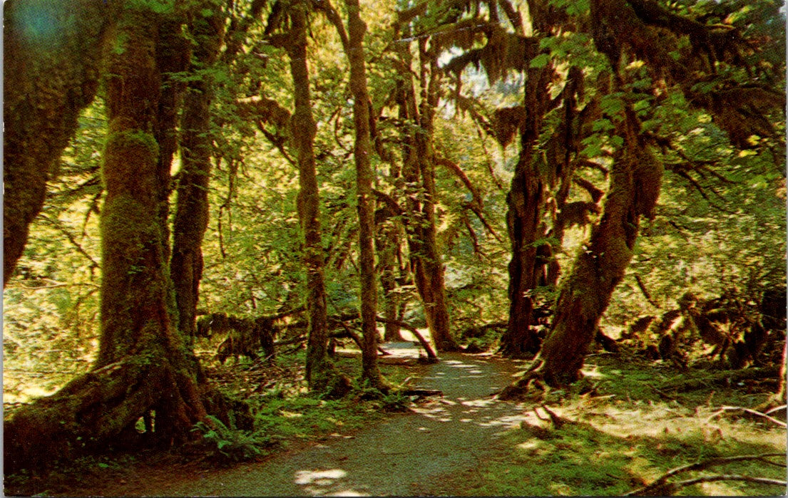 Vintage Postcard Hall Of Mosses Rain Forest Olympic National Park Washington