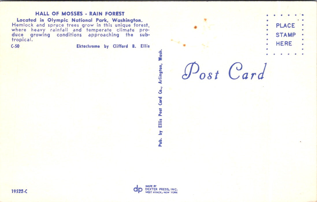 Vintage Postcard Hall Of Mosses Rain Forest Olympic National Park Washington