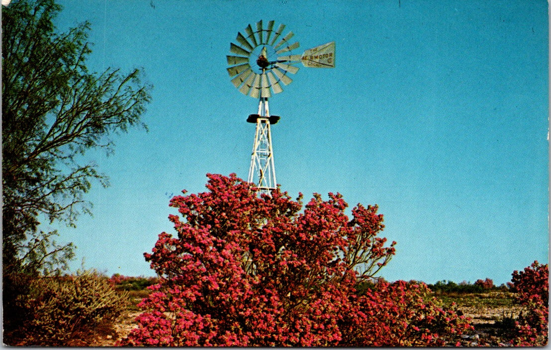 Vintage Postcard Sagebrush In The Southwest Mesquite Tree The Windmill Unposted