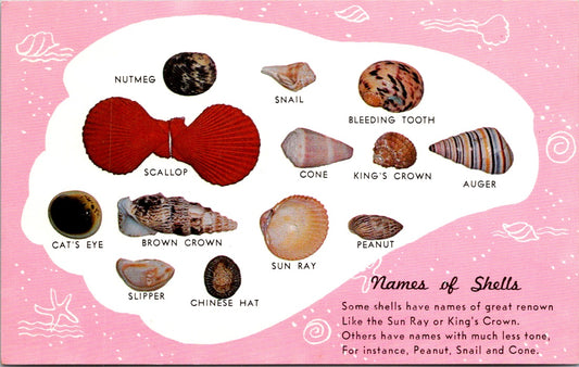 Vintage Postcard The Different Kinds Of Shells And Their Names Unposted