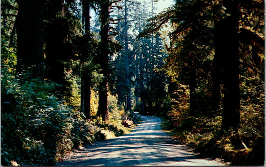 Vintage Postcard A Forest Highway Western Washington Pinjarra Unposted