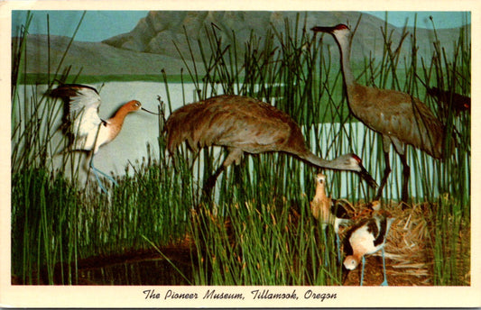 Vintage Postcard The Pioneer Museum Tillamook Oregon Marsh Habitat Group