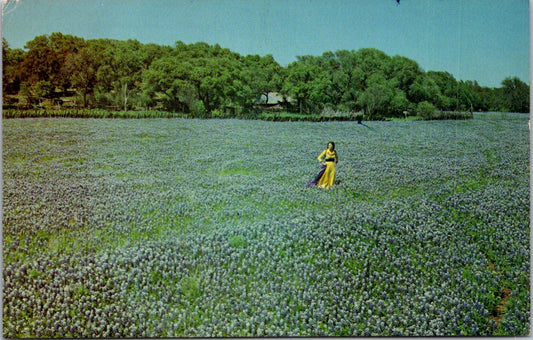 Vintage Postcard Beautiful Bluebonnets Texas State Flower Oak And Pecan Trees