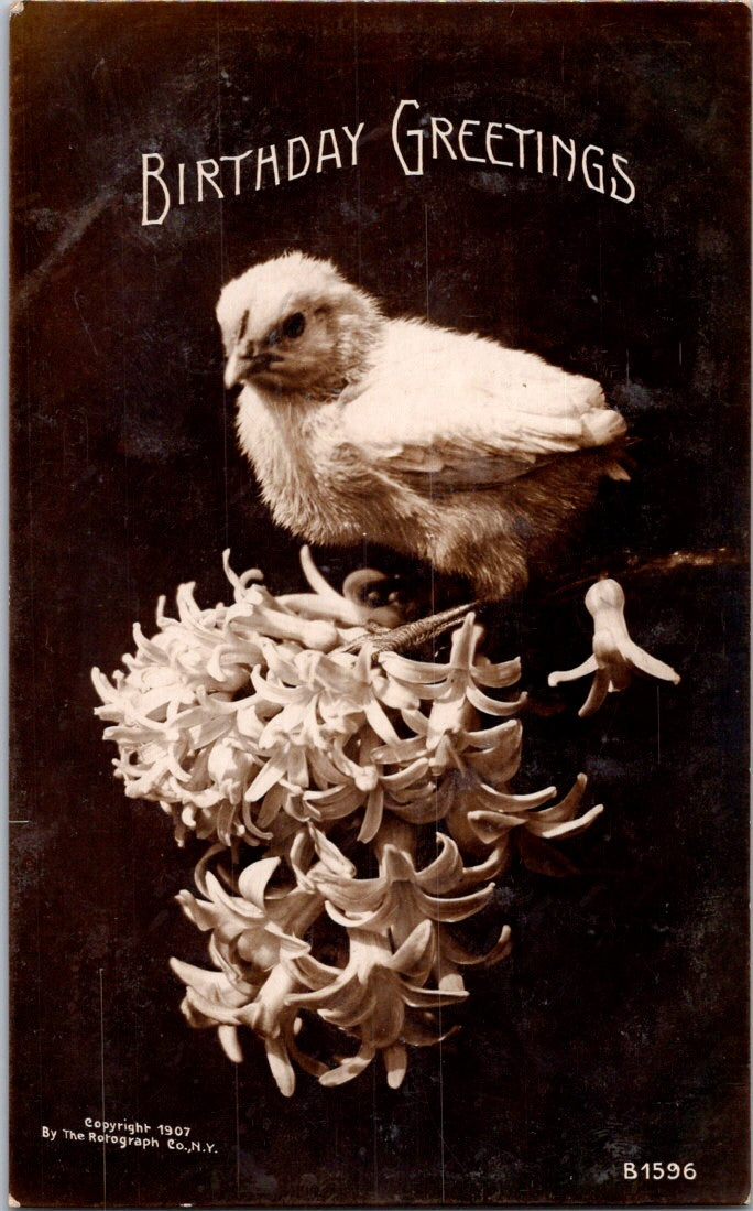 Vintage Postcard Chick White flowers Birthday Greetings Unposted