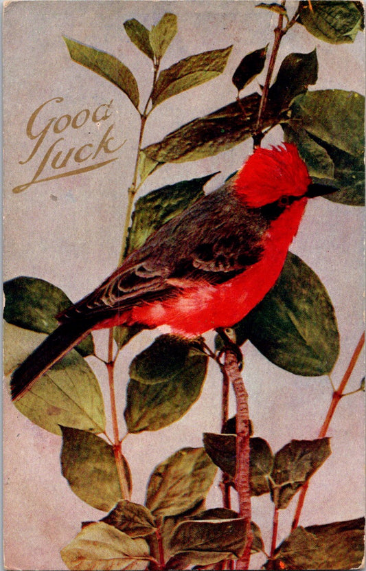 Vintage Postcard Bird Good Luck Wishes Posted 1909 US Postage One Cent