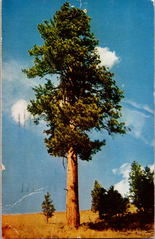 Vintage Postcard Western Yellow Pine For Only God Make A Tree Pinus Ponderosa