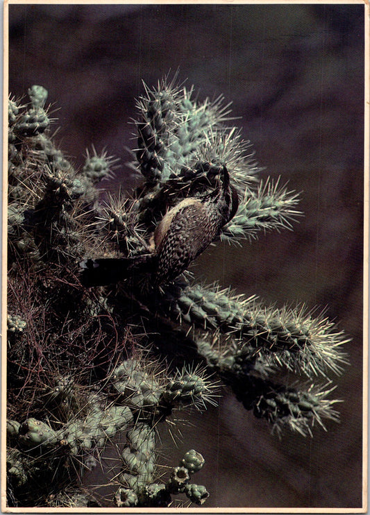 Vintage Postcard Cactus Wren Arizona State Bird Largest Wren In United States