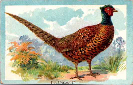 Vintage Postcard The Pheasant Bird Handsome Bird With Brillian Plumage Unposted