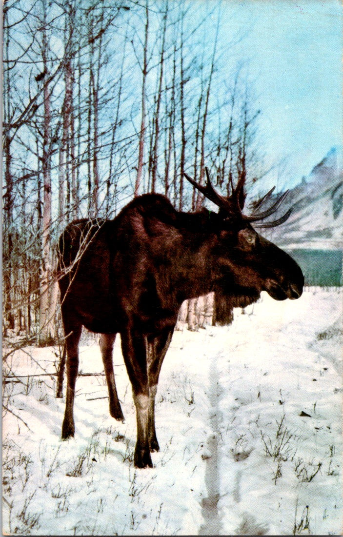 Vintage Postcard The Great Bull Moose Big Game In Alaska Unposted