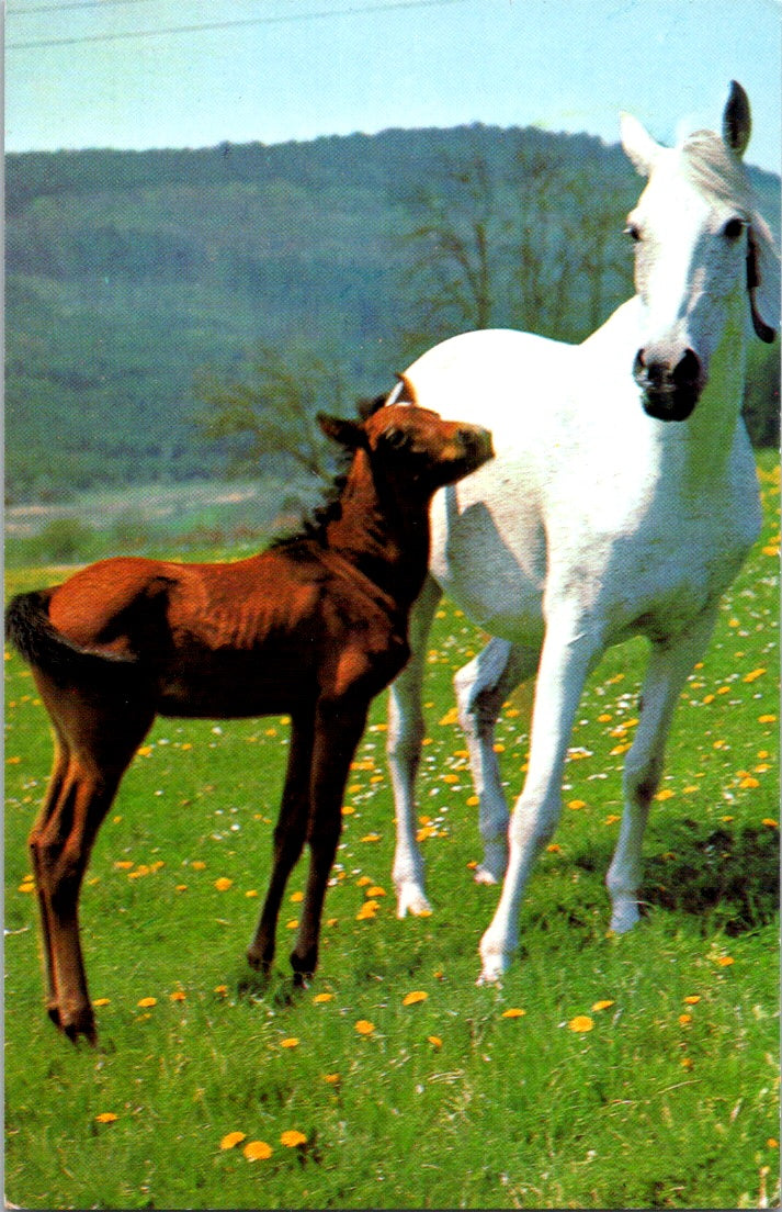 Vintage Postcard Photo Of A Mare With Foal Long Island New York Unposted