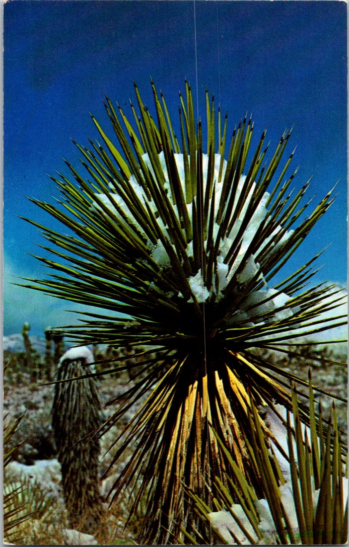 Vintage Postcard Snow Capped Joshua Trees Desert Regions Of California Unposted