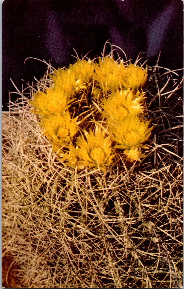 Vintage Postcard Yellow Barrel Cactus Blossoms Posted 1951 US Postage One Cent