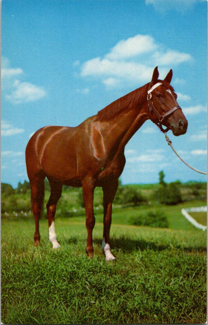 Vintage Postcard Photo A Horse In Pasture Unposted