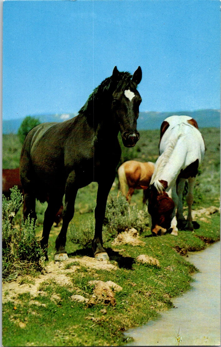 Vintage Postcard Photos Of Three Horses Pasture Unposted