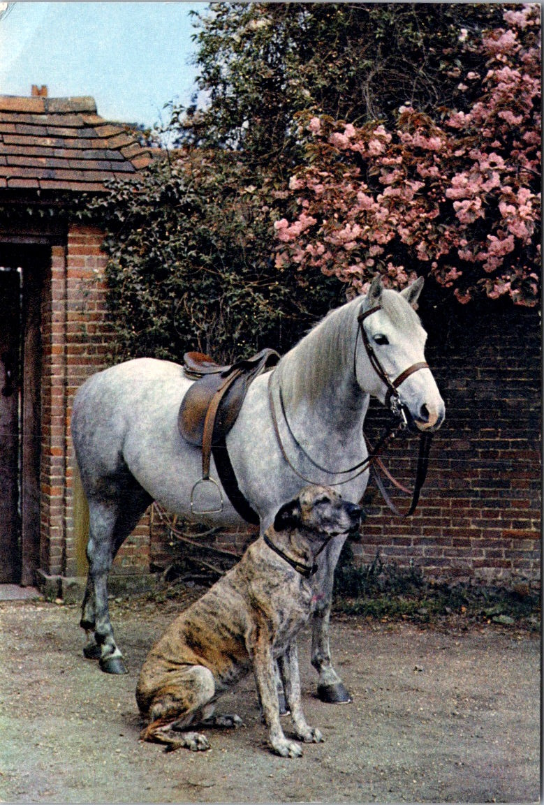 Vintage Postcard Horse Dog Patient Friends Barbara Wood House Unposted