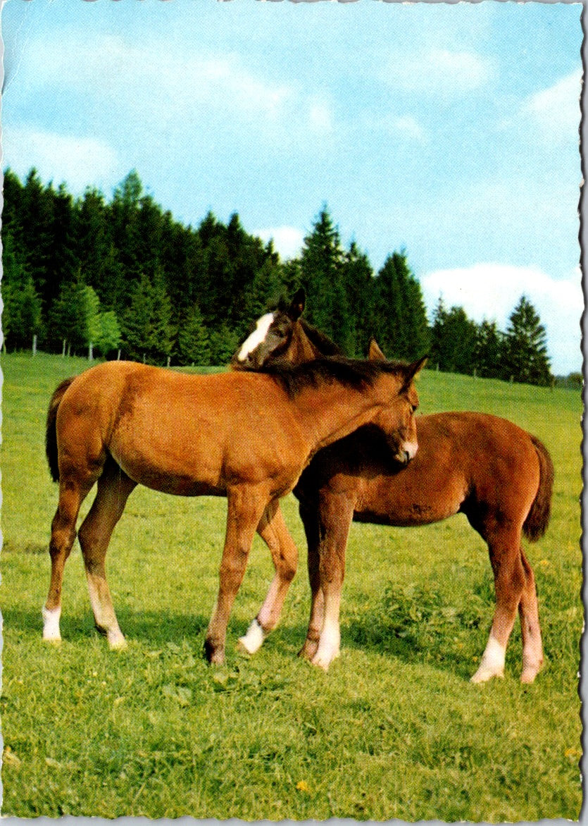 Vintage Postcard Photo Of Two Horses Munich Germany Unposted