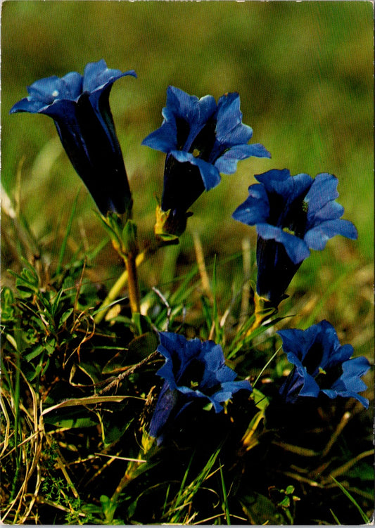 Vintage Postcard Gentiana Acaulis Stemless Gentian