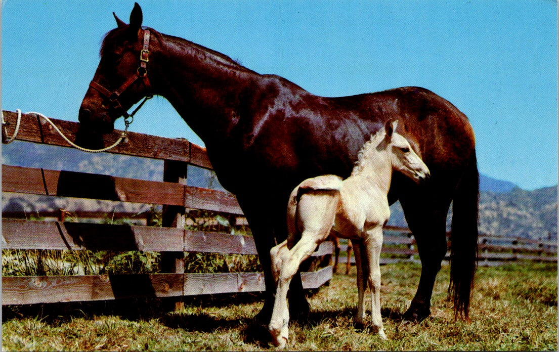 Old Vintage Postcard Photo Of A Cute White Pony With A Dam Unposted