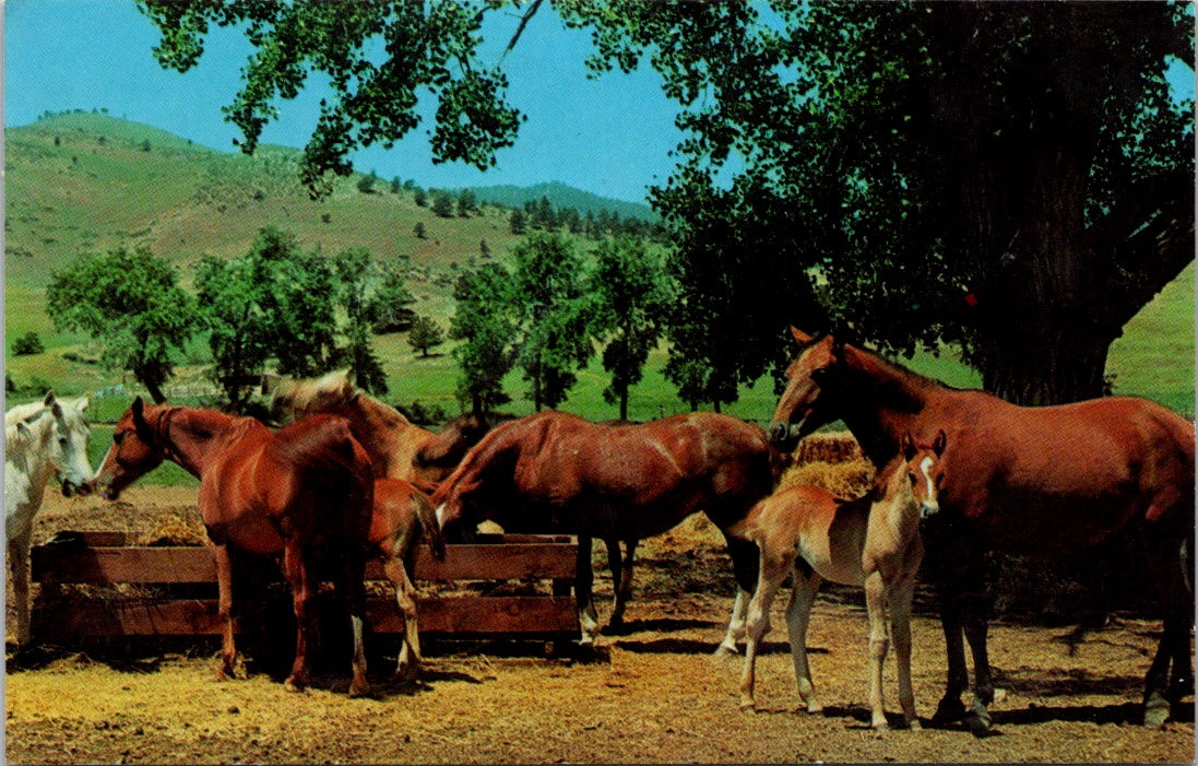 Old Vintage Postcard Spring Scene At Horse Ranch Unposted