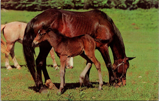 Vintage Postcard Photo Of A Proud Coal With His Mother Unposted