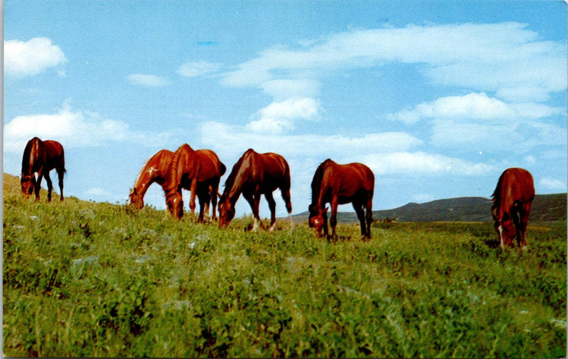 Vintage Postcard It's Horses Grazing Time Unposted