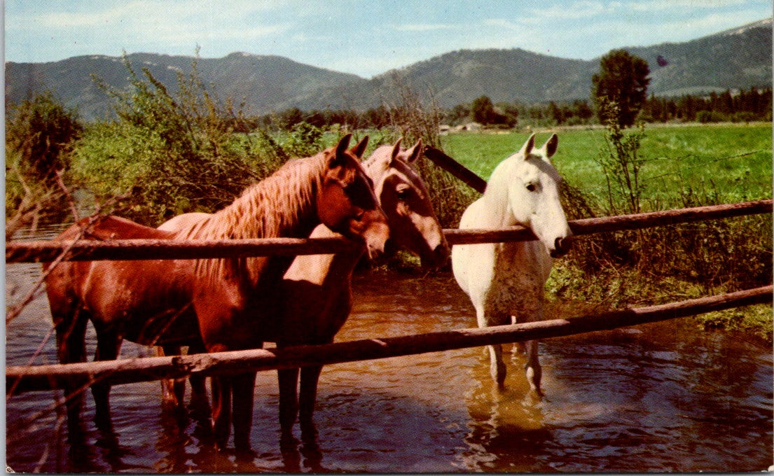 Old Vintage Postcard Photo Of A White And Brown Horses At The Waterhole Unposted