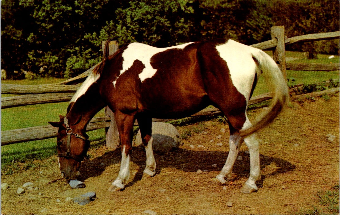 Old Vintage Postcard Photo Of A Brown White Horse Unposted