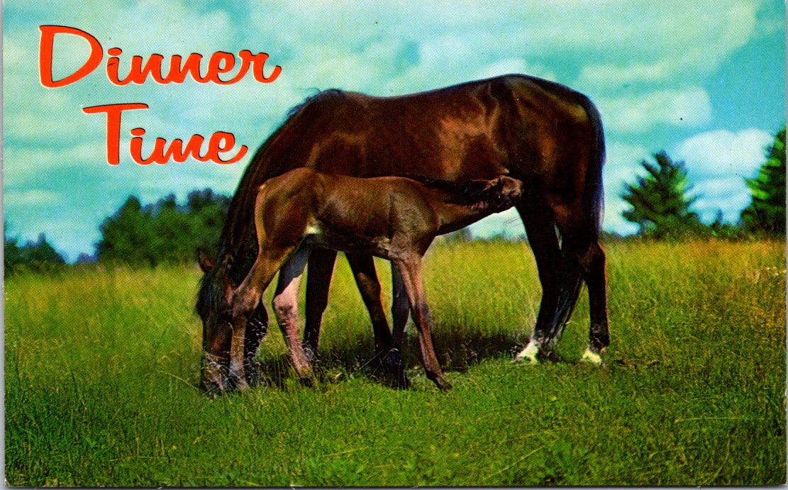 Old Vintage Postcard Horse And Pony Dinner Time Unposted