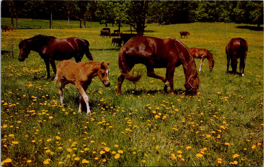 Vintage Postcard Horse Heaven Herd Of Horses Eating Grassed Unposted