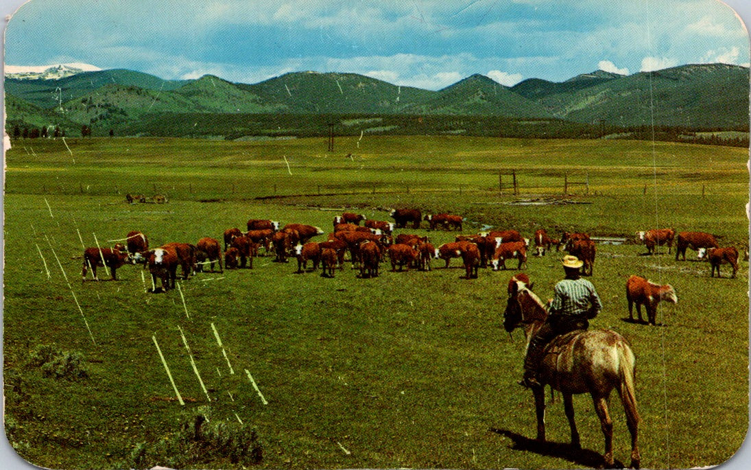 Vintage Postcard Cowboy Watching Herd Of Cattle On A Mountain Posted 1961