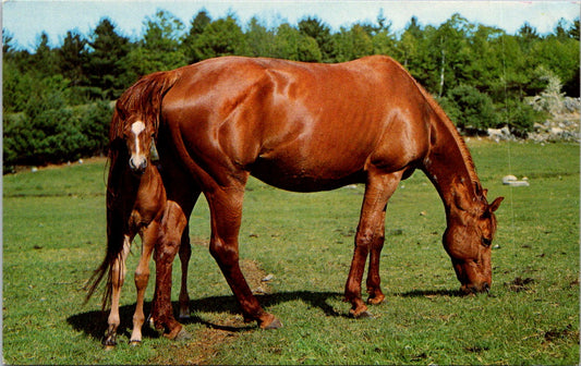 Old Vintage Postcard Peek A Boo Horse And Pony Unposted