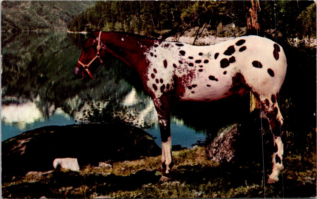 Vintage Postcard The Appaloosa Stallion Posted 1965 US Postage 4 Cents