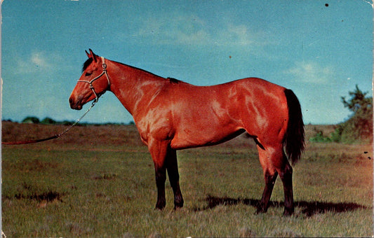 Vintage Postcard A Typical American Quarter Horse Unposted