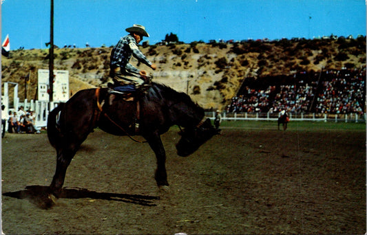 Vintage Postcard Let 'er Buck The Rodeo Oldest Distinct Western Sports Unposted