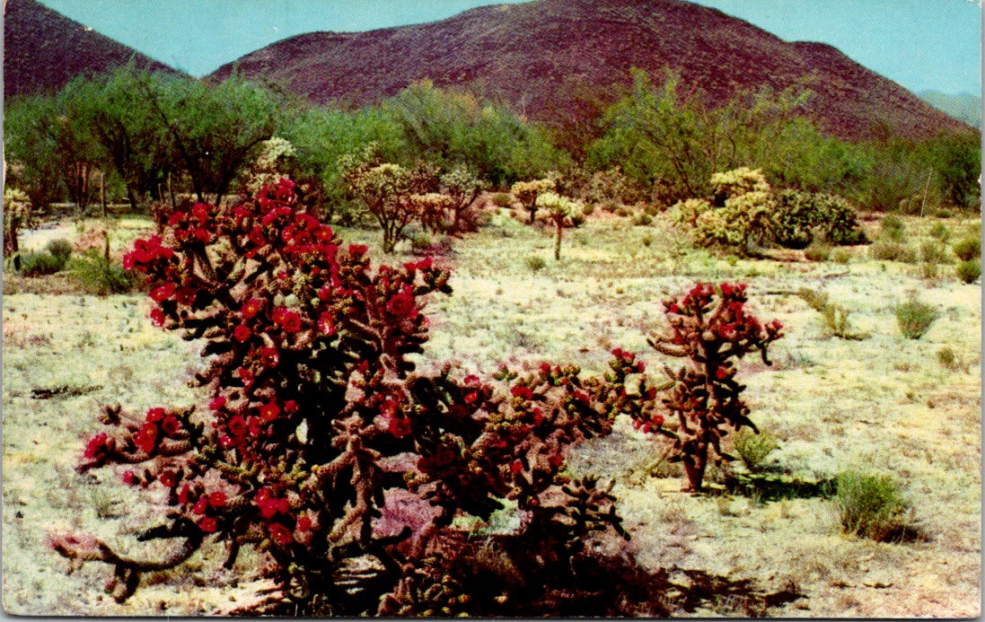 Vintage Postcard Cactus Red Staghorn Cholla On The Desert California Posted 1962