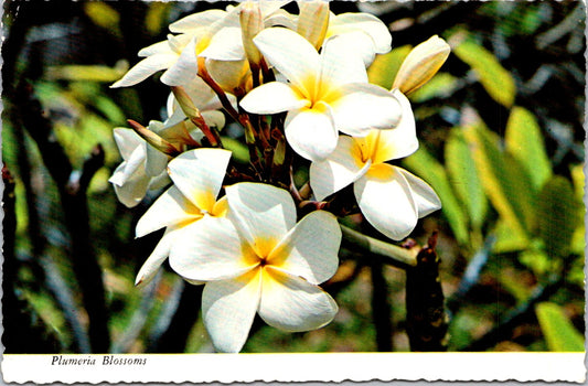 Vintage Postcard Plumeria Blossoms Lei Flower Hawaii United States Unposted