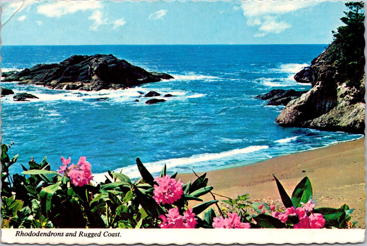 Vintage Postcard Rhodondendrons And Rugged Coast Unposted