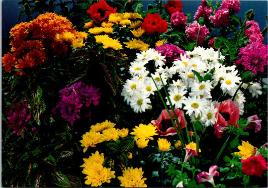 Vintage Postcard Bunch Of Beautiful And Colorful Flowers Unposted